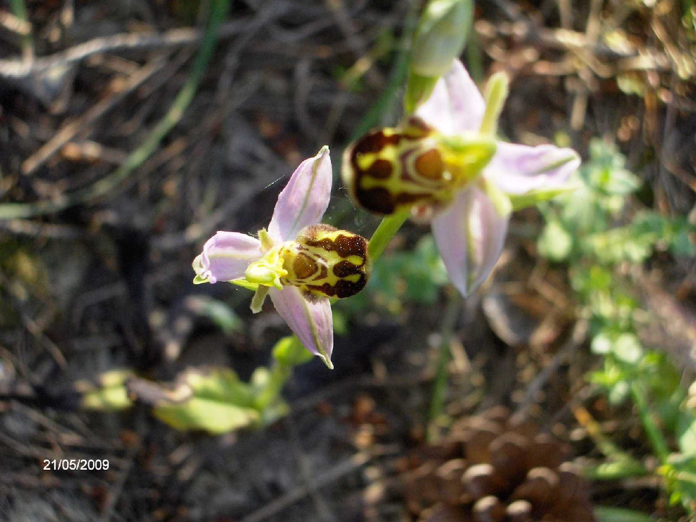 Ophrys sp.?